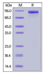Human Her2, Mouse IgG2a Fc Tag on SDS-PAGE under reducing (R) condition. The gel was stained overnight with Coomassie Blue. The purity of the protein is greater than 95%.